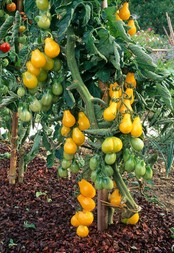 Tomate - Plant photo on Aphylia