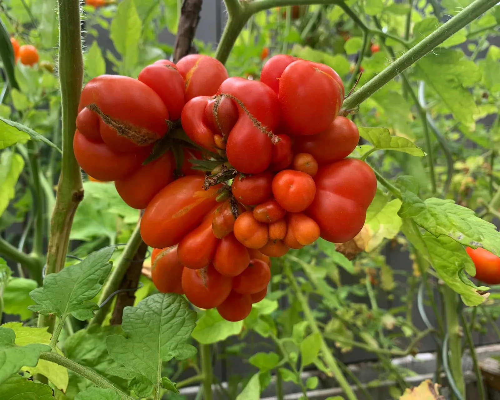 Tomato - Plant photo on Aphylia