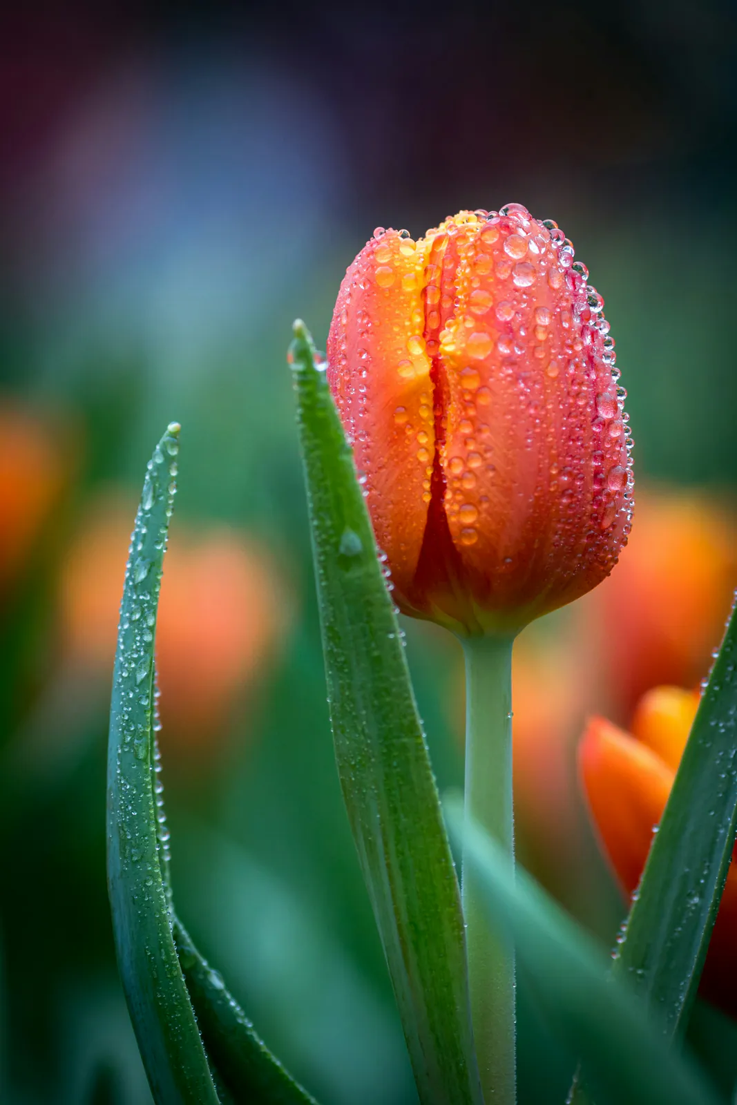 Tulip - Plant photo on Aphylia