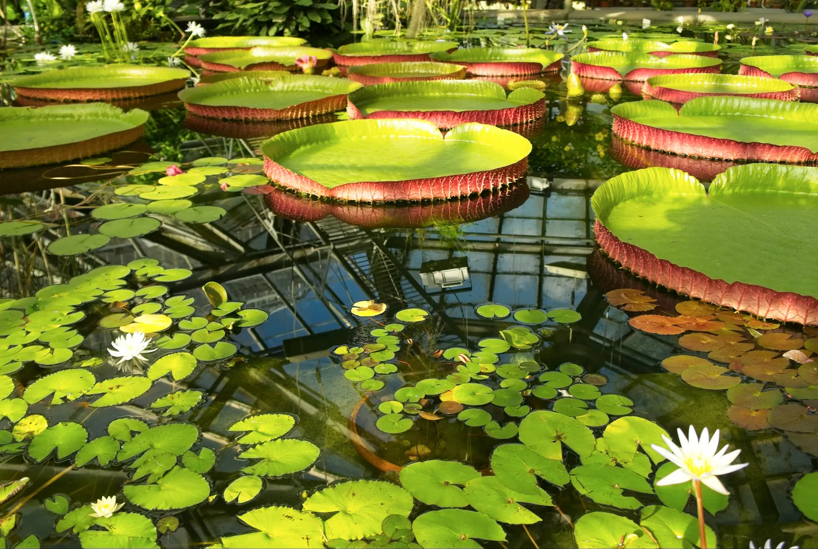 Victoria amazonica - Plant photo on Aphylia