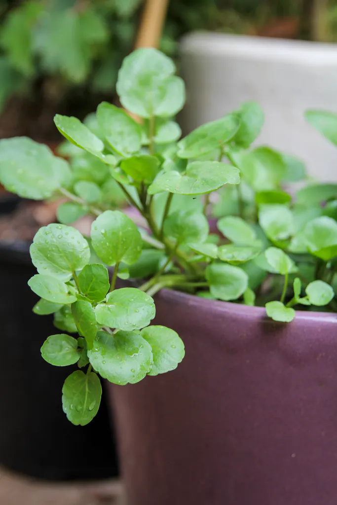 Cresson - Plant photo on Aphylia