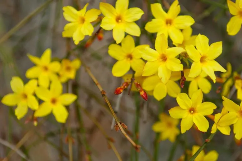Winter jasmine - Plant photo on Aphylia