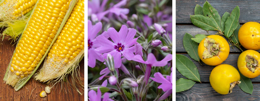 Weekly Update : 30 march to 5th april - Aphylia Blog