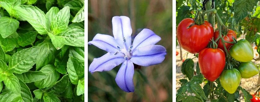 Weekly update - 16 to 23rd of March - Aphylia Blog