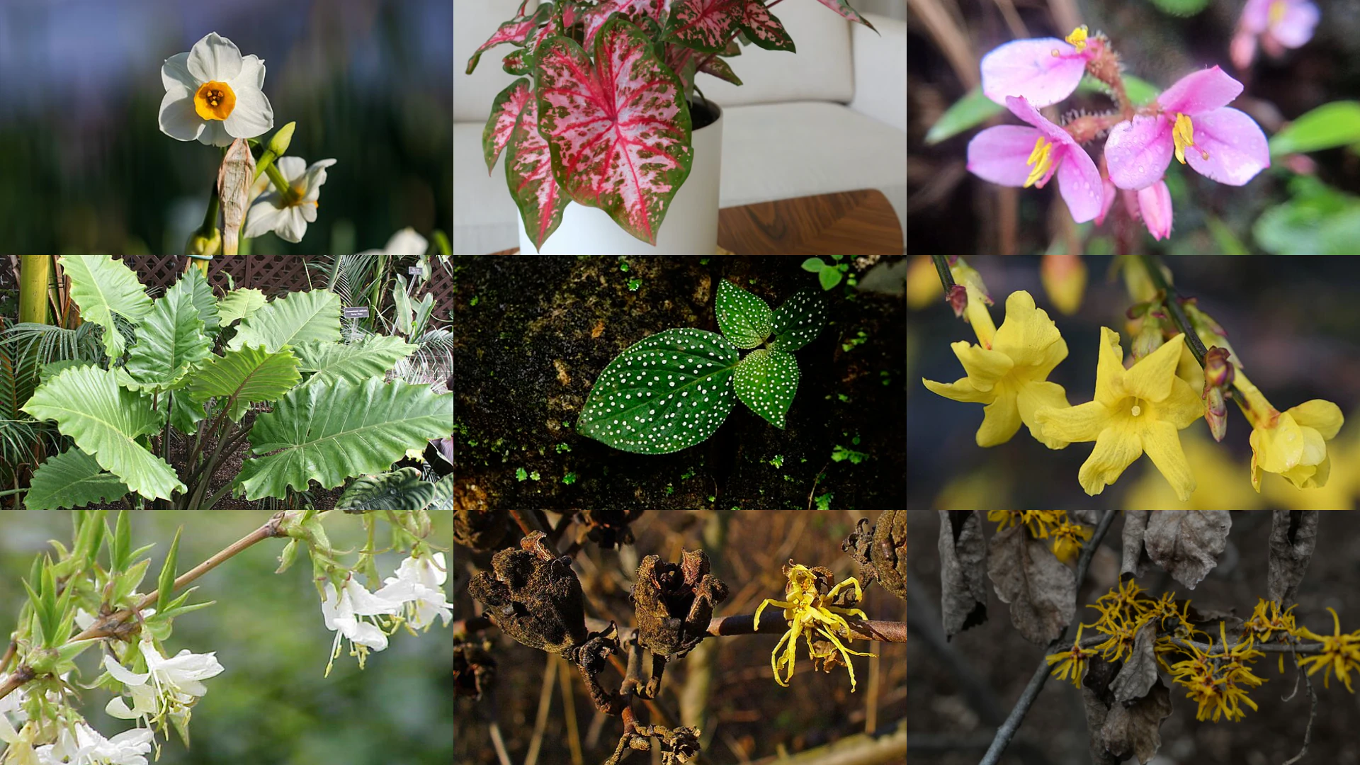 Weekly Update : 26 - 31 January - Aphylia Blog