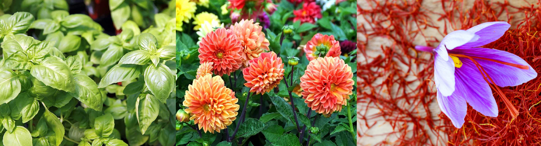 Capture d'écran 2026-02-02 131341